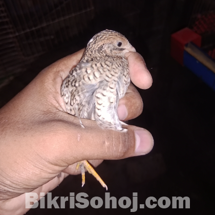 Classic king quail